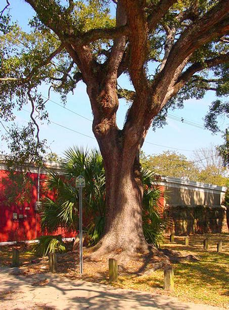 Southeastern Ghosts and Hauntings: Haunted Boyington Oak Tree in Mobile, Alabama