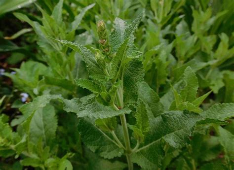 Photo Of The Closeup Of Buds Sepals And Receptacles Of Violet Sage