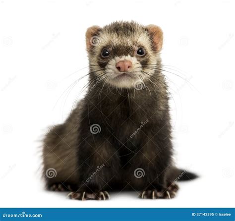 Front View Of A Ferret Looking At The Camera Isolated Stock Image