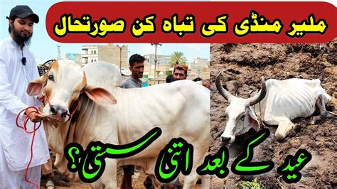 Malir Cow Mandi Price Updates After Bakra Eid Cattle Market Karachi