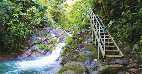 Sendero Los Gigantes Sumérgase en la magia natural del valle del Chirripó