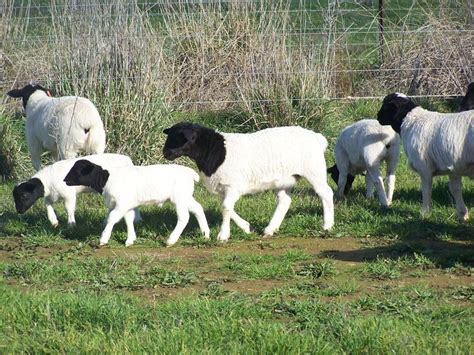 The Dorper Is A South African Breed Of Domestic Sheep Developed By