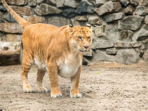 18 Astonishing Liger Facts Fact Animal