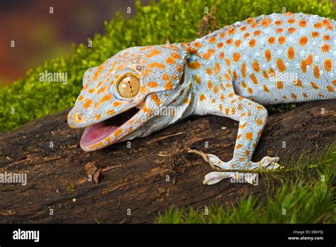 Tokay Gecko Tokee Gekko Gecko Gecko Gecko Portrait With Mouth