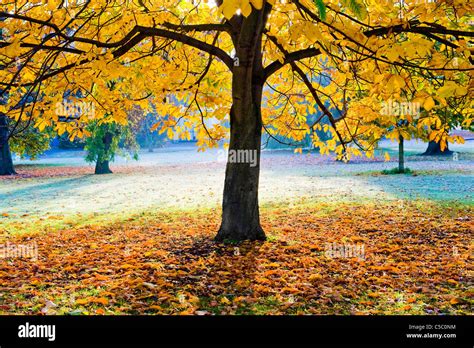 Kastanienbaum Herbst Stockfotos Und Bilder Kaufen Alamy