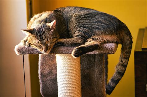 Cat Tree Pet Sleeping Free Photo On Pixabay