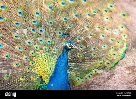 Indian Blue Peacock Displaying Plumage Hi Res Stock Photography And