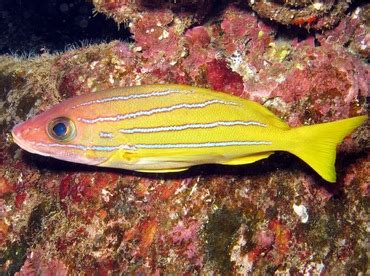 Bluestripe Snapper - Lutjanus kasmira - Snappers - - Tropical Reefs