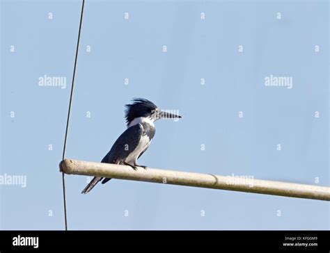 Belted Kingfisher Male Stock Photo - Alamy