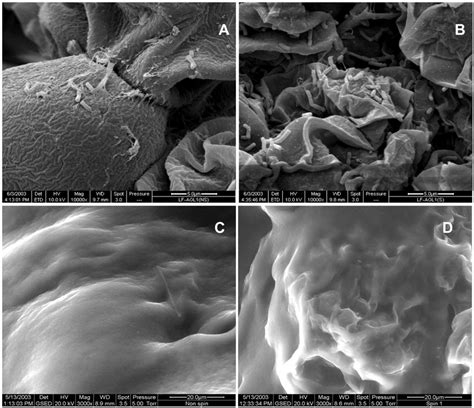 A-D Scanning electron micrographs at 10000x A, B and 3000x B, D ... 