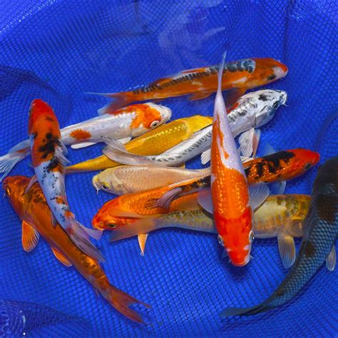 Live Koi For Sale Koi Fish Carp Assorted Live Grade Aquarium Lot