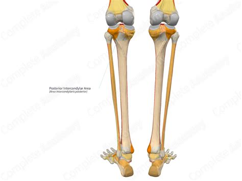 Posterior Intercondylar Area | Complete Anatomy