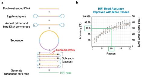 Highly-Accurate, Long-Read DNA Sequencing Improves Analysis of a Human ... 