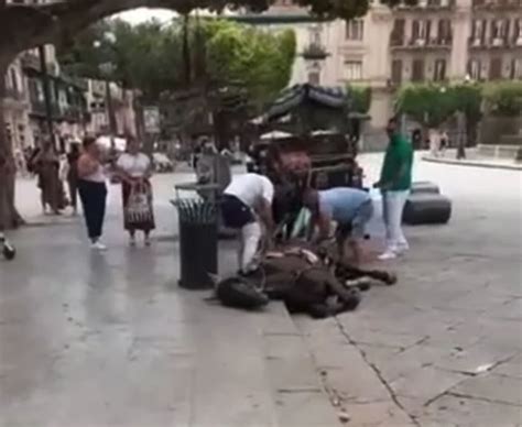 Caldo Asfissiante Un Altro Cavallo Stramazza Al Suolo Live Sicilia