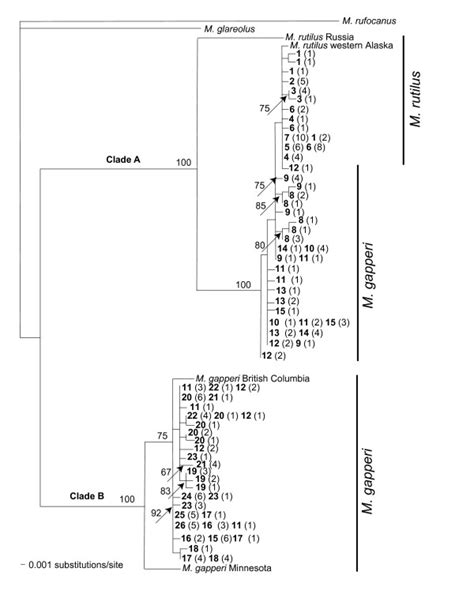 Maximum Likelihood Tree Constructed With 600 Bp Of The Cytochrome B