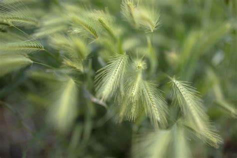 Canada Wild Rye Plant Care And Growing Guide