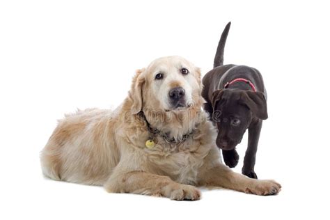 Two cute dogs together stock image. Image of looking, friendship - 6910311