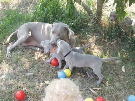 i nostri Weimaraner a pelo corto | La Maison de Adeline