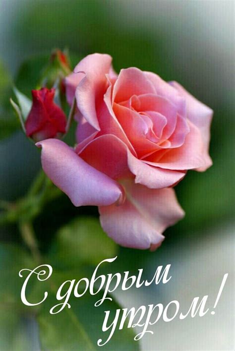 ♥Счастливости♥•~ | ВКонтакте | Доброе утро, Праздничные открытки ...