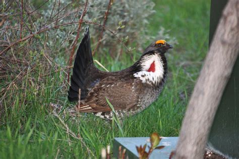 Dusky Grouse Idaho Birds