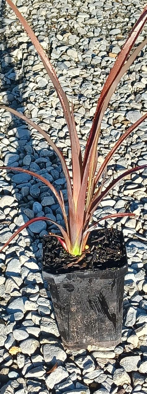 Phormium Tenax Purple X 42 Wholesale Grade Orari Nursery Online