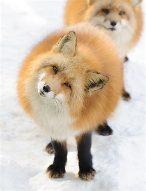 20 Unusually Round Animals That Will Bring A Smile To Your Face