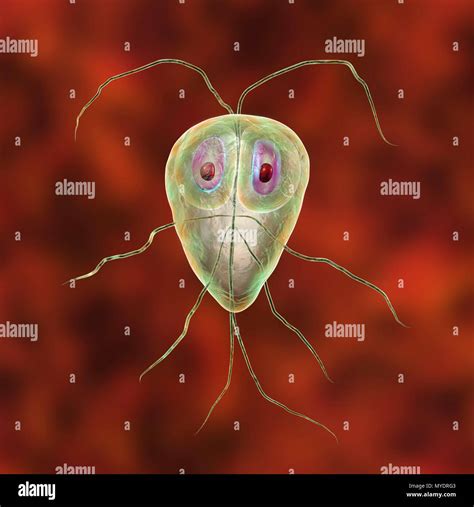 Giardia lamblia parasites, computer illustration. Giardia lamblia is a ...