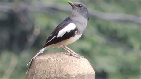 Oriental Magpie Robin Singing YouTube