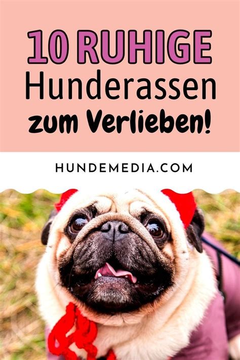 10 Ruhige Hunderassen Zum Verlieben Artofit