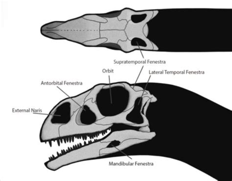 Ornithology Exam 1 Flashcards Quizlet