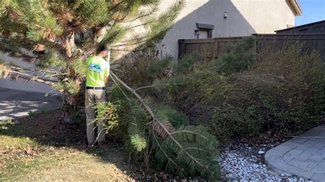 Spring Clean Up On Clients Very Overgrown Front Yard Chainsaw