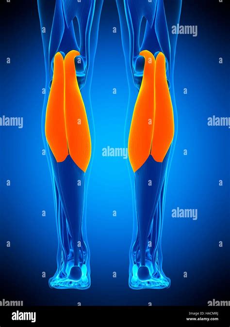 Illustration Der Gastrocnemius Muskel Stockfotografie Alamy