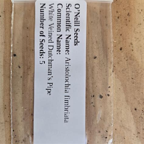 500 Leontopodium Alpinum Seeds - Edelweiss Seeds - Etsy