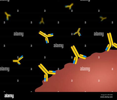 Monoclonal Antibodies Stock Photo Alamy