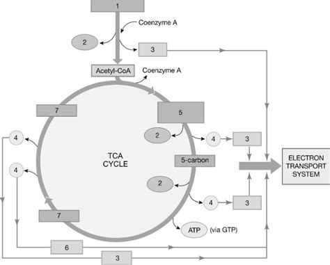 Metabolism Diagram Diagram | Quizlet