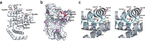 Environment Of The Conserved Cysteine Residuea Ribbon Diagram Of Download Scientific Diagram