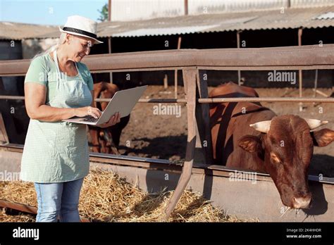 Female Mature Farmer With Laptop Near Paddock With Cows On Farm Stock Photo Alamy