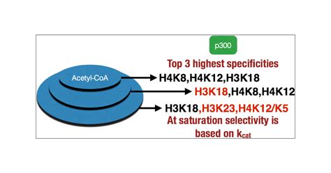 P300 Histone Acetylation