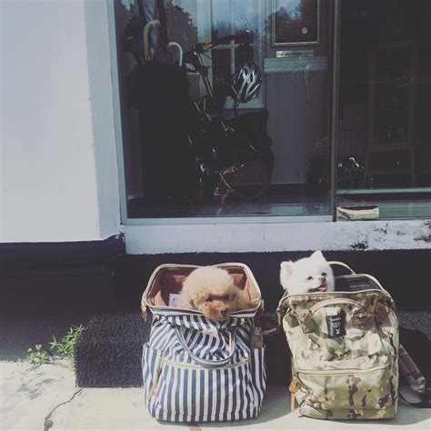 Flying with a Dog/Cat in Cargo as Checked Baggage | Pawjourr Blog