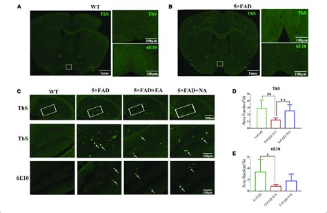 Electro Acupuncture Ea Treatment Modulates A Deposition In Fad