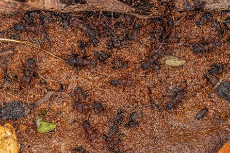 Hormiga Cortadora De Hojas Acromyrmex Adulta Foto Premium