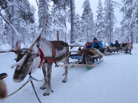 How to book a Reindeer Safari in Lapland - Globetotting