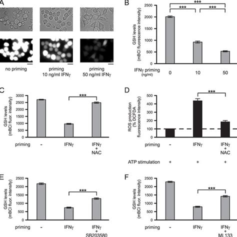 IFNγ induced changes in microglial GSH levels A Examples of cells