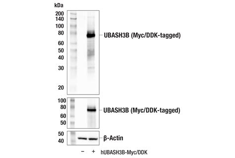 Ubash3b E1a8y Rabbit Mab Cell Signaling Technology