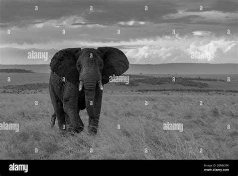 An Elephant In Africa Stock Photo Alamy