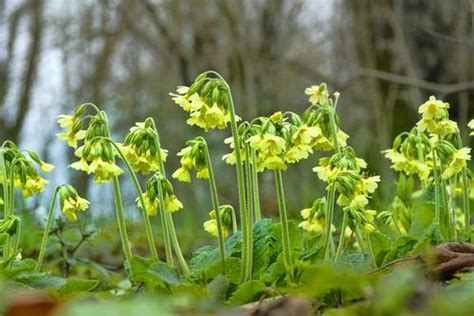 Learn About The Different Types Of Plants