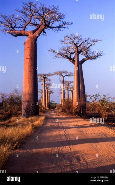 Giant Baobab In Avenue Du Baobab Morondava Madagascar Africa Stock