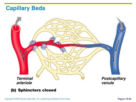 Ppt Blood Vessels Powerpoint Presentation Free Download Id6601870