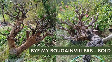 Sold My Bougainvillea Bonsais Part W English Subtitles Youtube