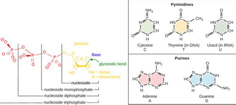 14.2A: The Structure and Sequence of DNA - Biology LibreTexts